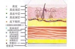 注射隆鼻能否永久定型？有没有副作用？