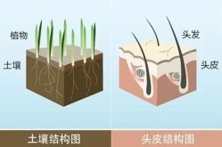 白头发是从发根白还是发尾？原因探究