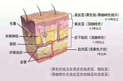 脱毛方法哪种最有效？有没有永久脱毛的技巧？